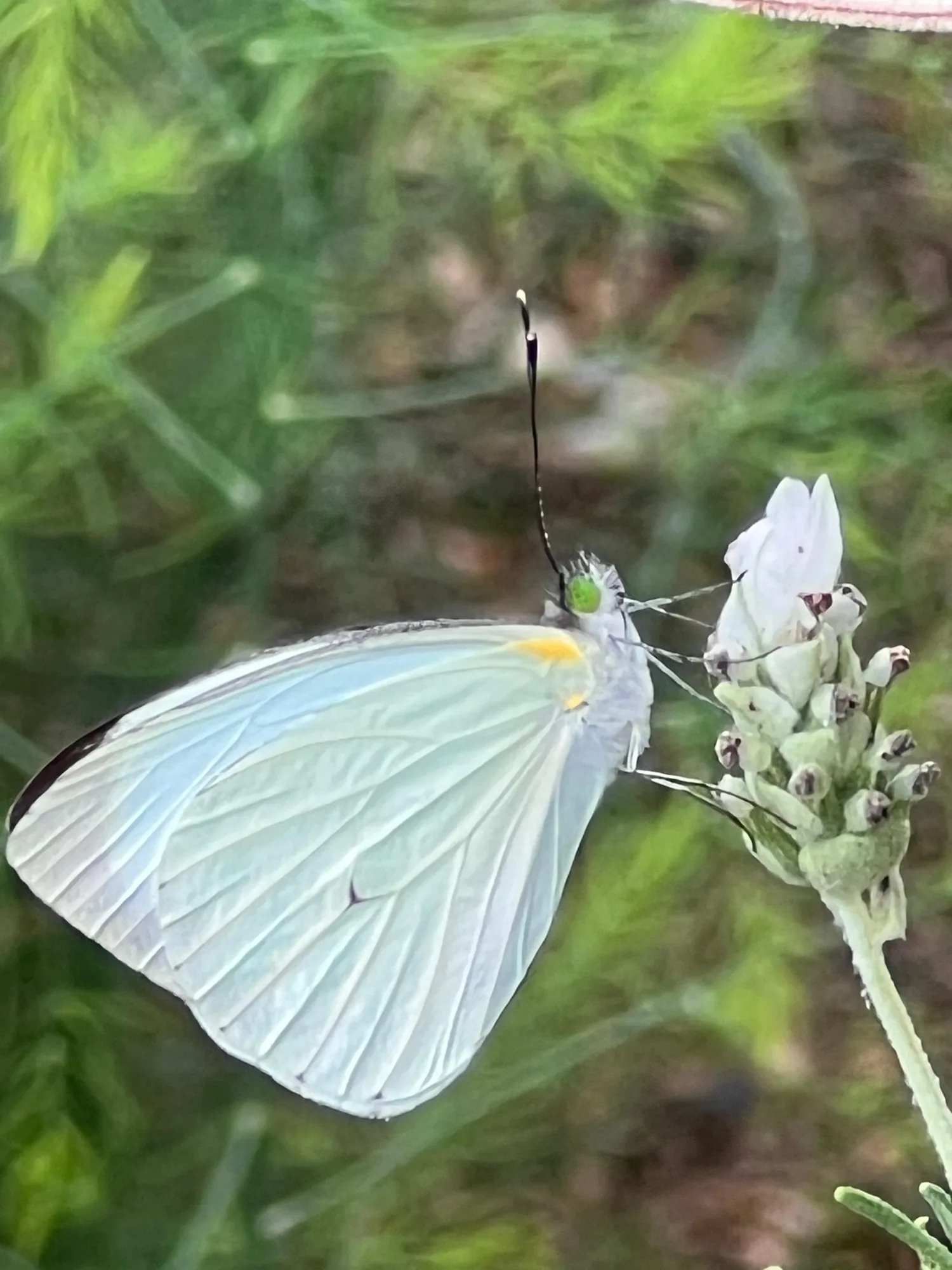 small white butterfly near brassica leaves