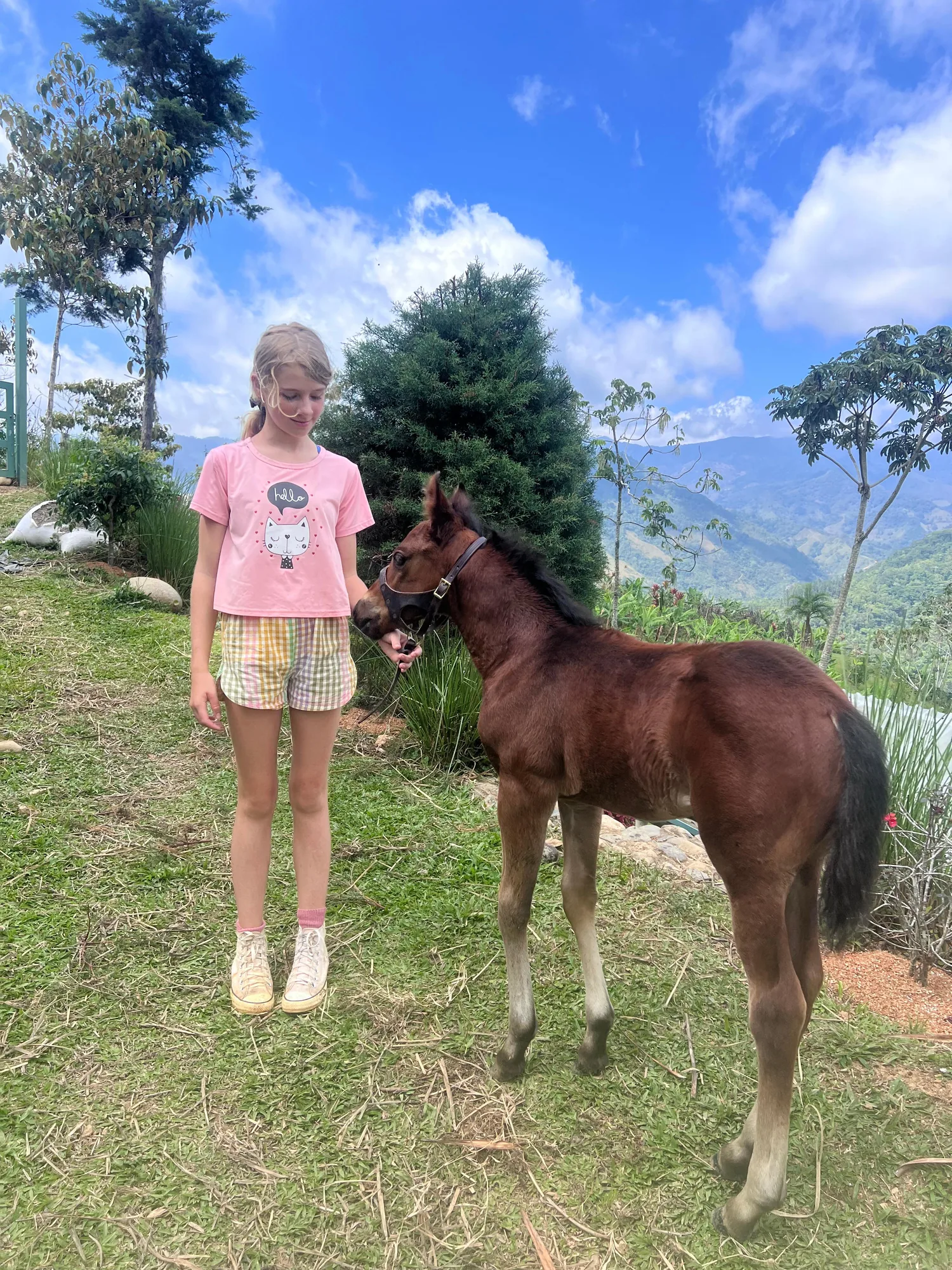 Lucho as a young foal wearing a halter with KJ