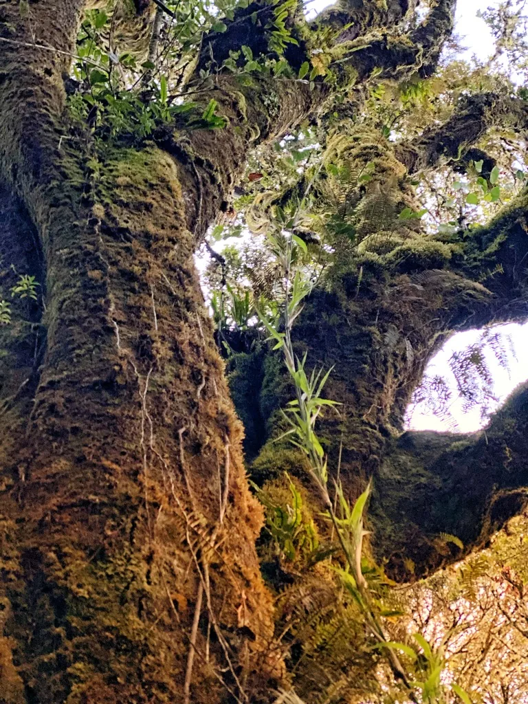Quercus costaricensis below Cerro Uran)