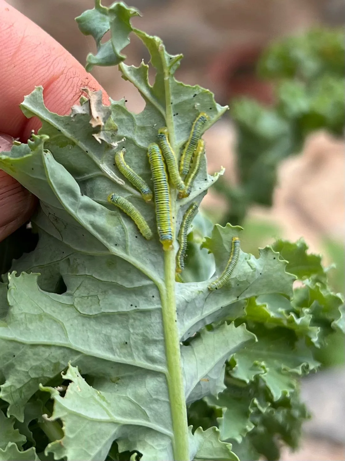 Inspecting kale leaves for eggs and worms