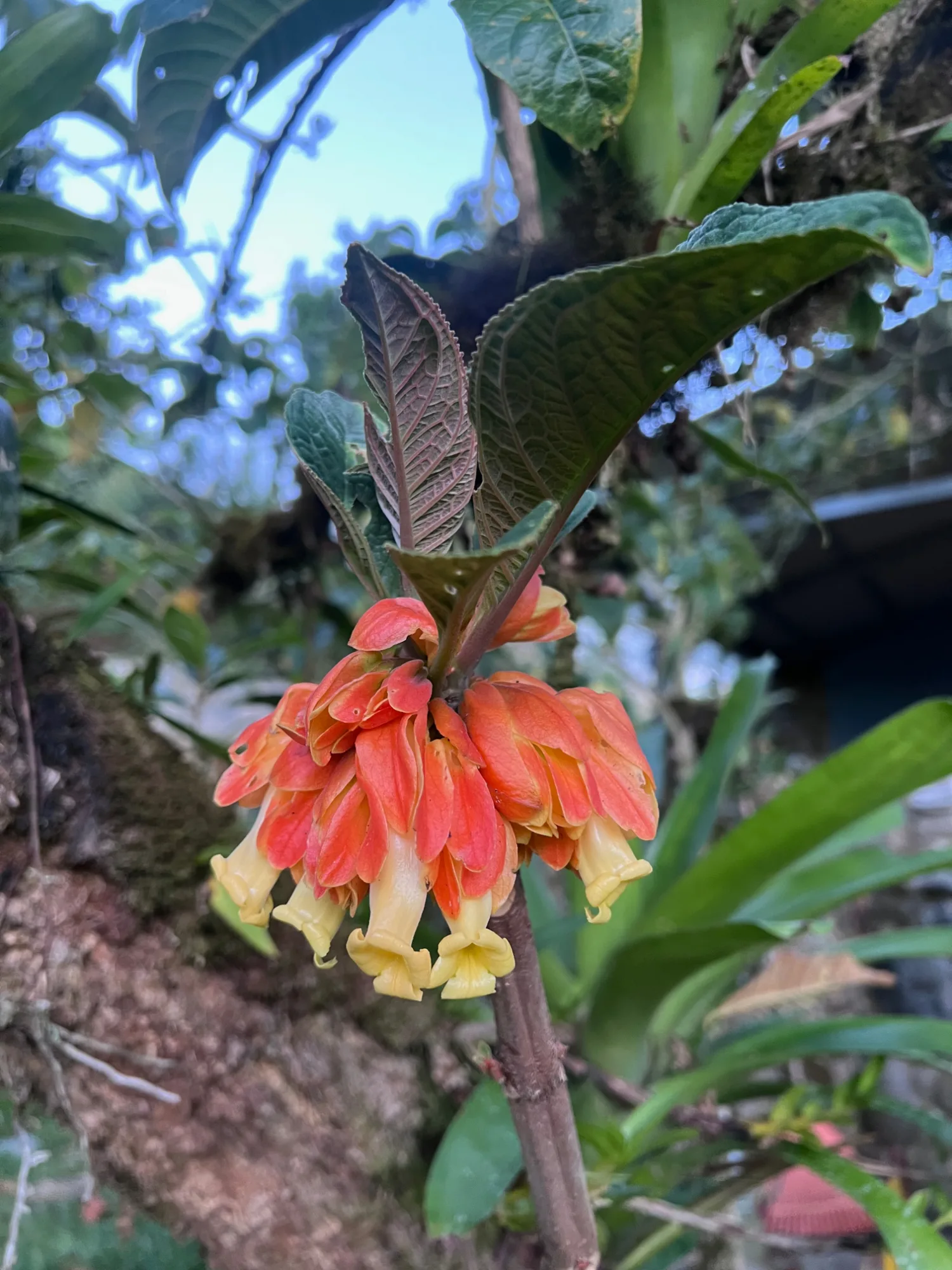 Beautiful flowers on the ride